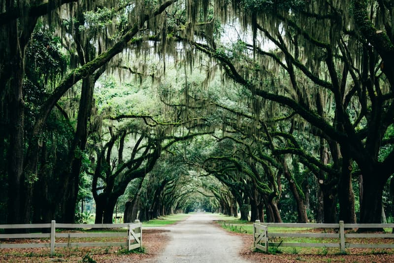 Savannah historic district featuring Spanish moss-covered oaks and antebellum architecture